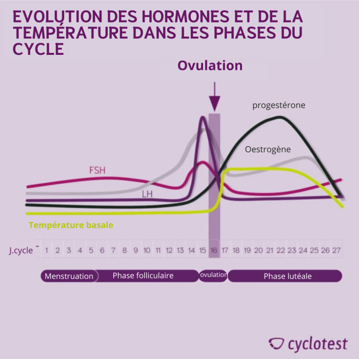 Evolution de la FSH, autres hormones et de la température pendant les différentes phases du cycle menstruel