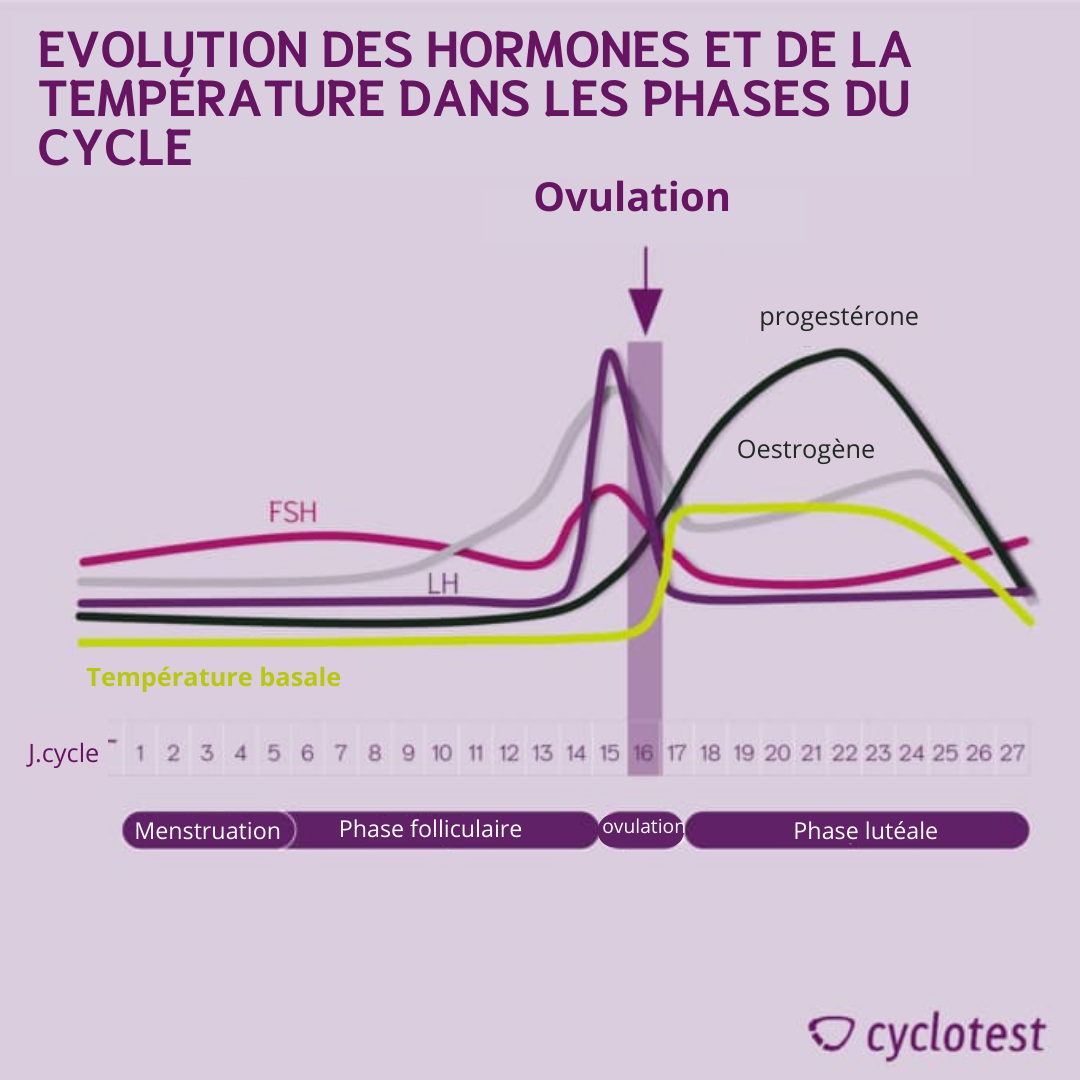 Evolution des hormones et de la température au cours des différentes phases du cycle 