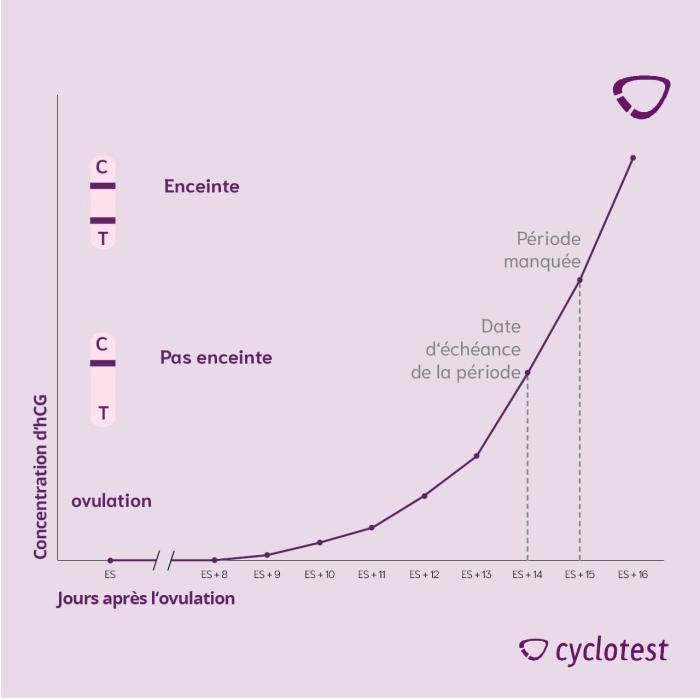 Augmentation de l'hormone de grossesse après l'ovulation 