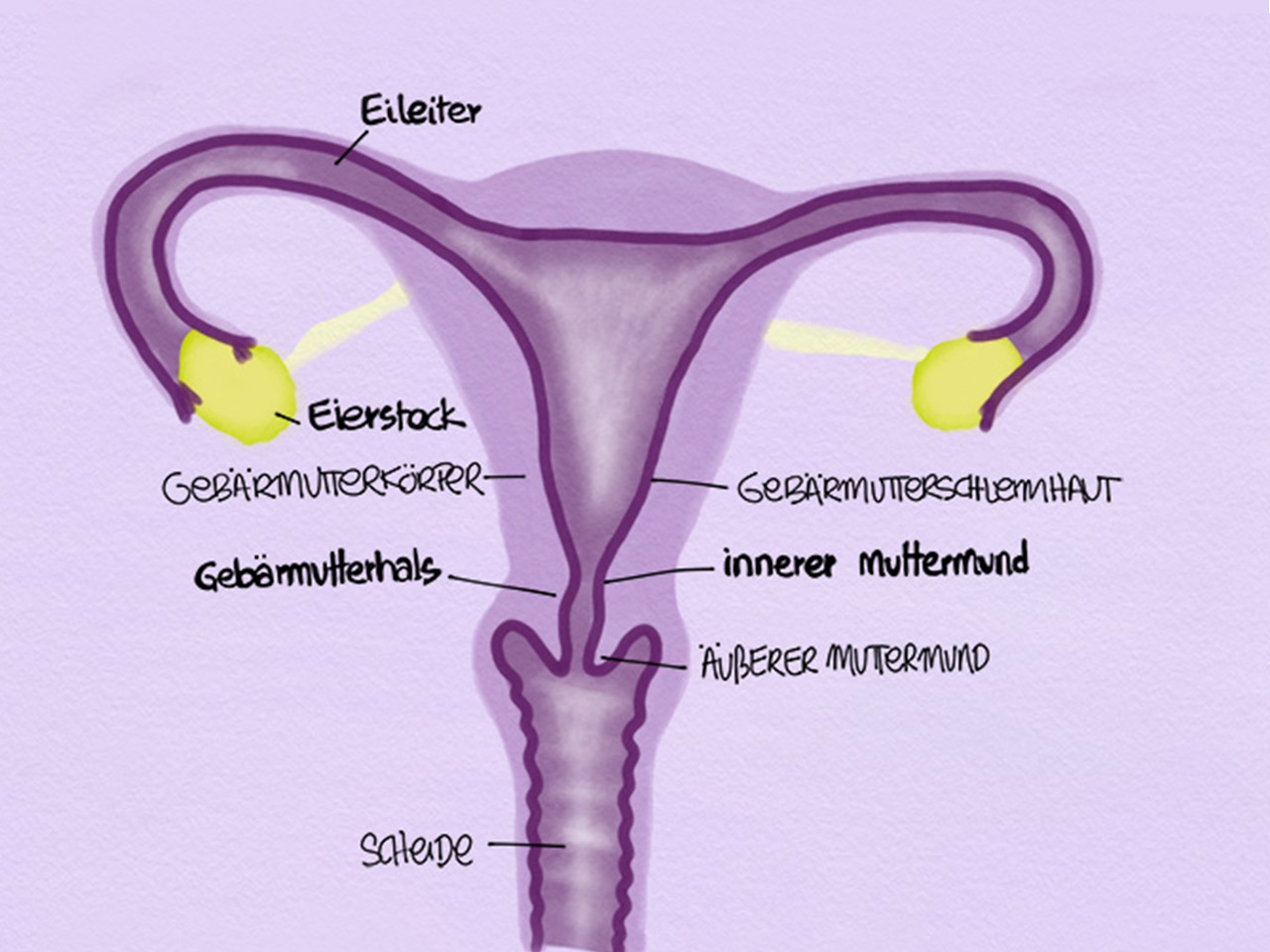 Col de l'utérus 